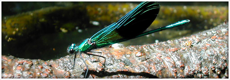 Descente 2 jours canoës Célé